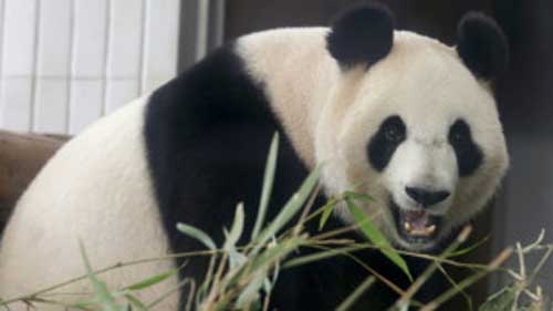 Cientistas chineses descobriram poderoso antibiótico em sangue de pandas