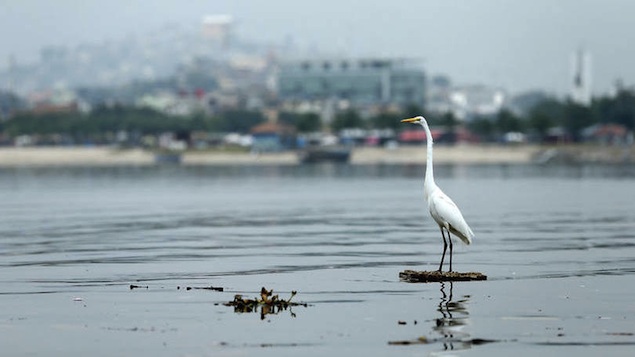 Milhares de peixes mortos tomaram o litoral da Baía de Guanabara, no Rio