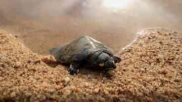 Nascimentos no maior berçário de tartarugas do país cai 75%, diz relatório