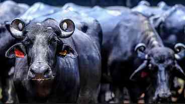 Fazendeiro é condenado por abandono de búfalas no interior de São Paulo