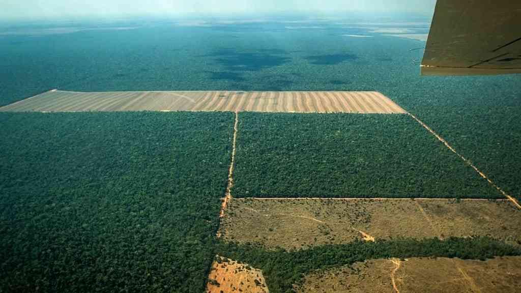 Desmatamento na Amazônia avança e instituto cobra fiscalização | Desmatamento no Mato Grosso
