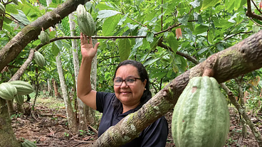 Bioeconomia e Investimentos na Amazônia