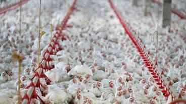 Gripe Aviária: Impacto nas Exportações de Frango