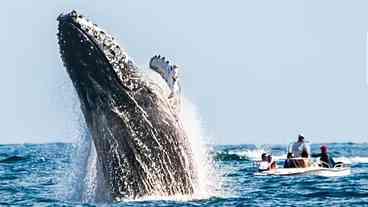 Baleia Jubarte Surpreende no Litoral do Rio