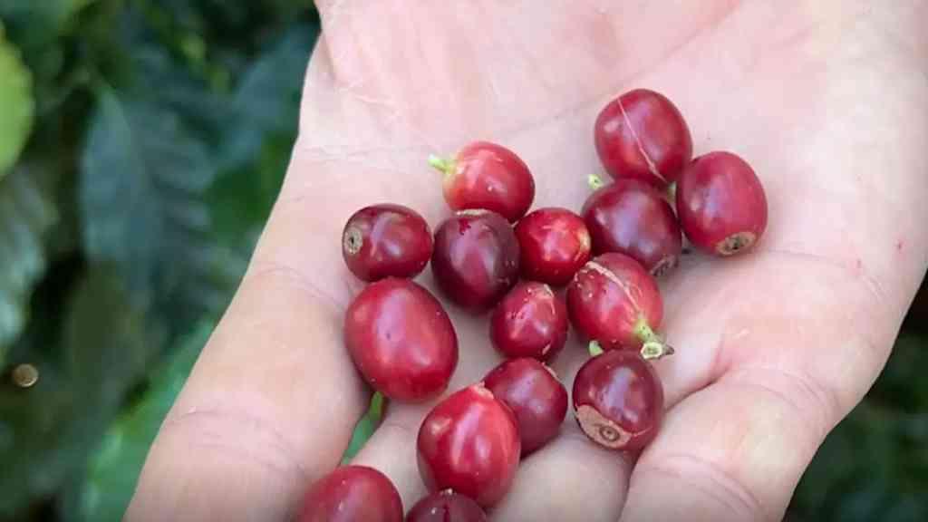 China habilita empresas brasileiras para venda de café | Medida entrou em vigor no mesmo dia que Trump assinou tarifaço