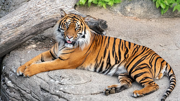 Zoológico Dinamarquês Aceita Doação de Animais