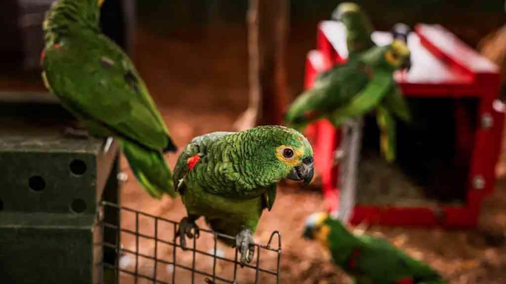 Operação no Rio impede venda de 90 aves silvestres | Polícia resgata 90 aves silvestres no Rio