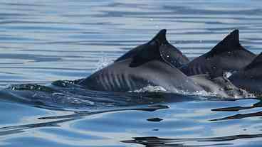 Cientistas estudam aparecimento de 500 botos nas praias do Rio
