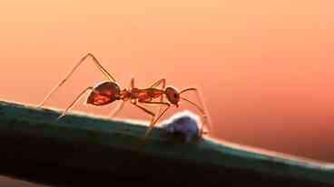 Formigas podem detectar câncer em amostras de urina, segundo estudo