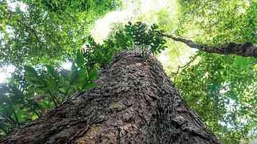 Árvores Gigantes da Amazônia e Mudança Climática