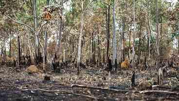 Queimadas em 2025: Quinto Lugar em Área Queimada