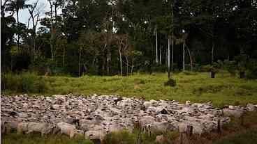 Amazônia: 52 milhões de hectares perdidos em 40 anos