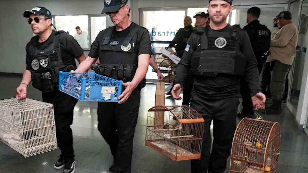 Polícia deflagra megaoperação contra tráfico de animais, armas e munições | Polícia realiza operação histórica contra tráfico de animais e armamentos