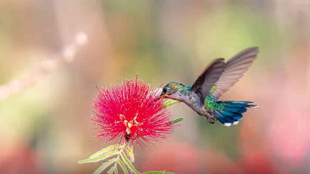 Primavera inicia com calor intenso e baixa umidade no país | Inpe prevê pouca chuva para Norte e Nordeste e formação do La Niña