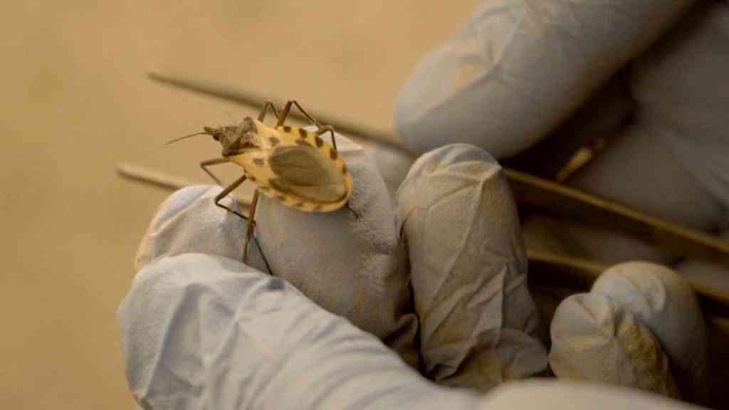 Doença de Chagas cresce nos EUA e preocupa autoridades | A doença de Chagas é transmitida pelo parasita Trypanosoma cruzi, encontrado em vários insetos sugadores de sangue chamados de barbeiro