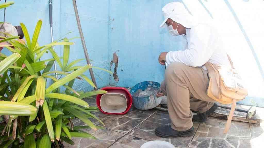 Grávidas infectadas por Aedes têm maior risco no parto | Foram analisados mais de 6,9 milhões de nascidos entre 2015 e 2020