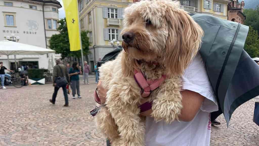 Itália cria taxa sobre cães de moradores e turistas | Homem com cachorro no colo em Bolzano, no extremo-norte da Itália