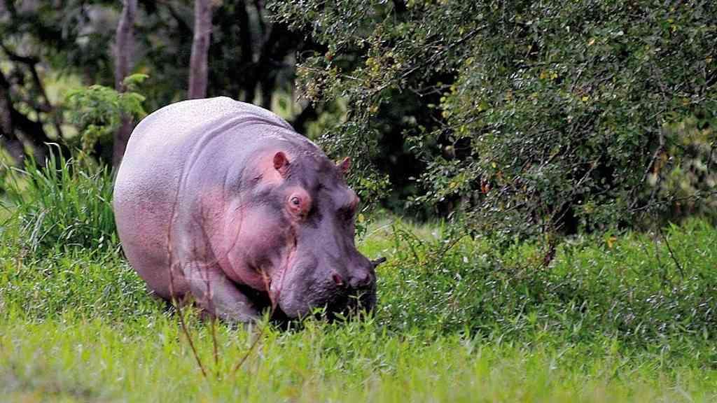 Colômbia doa terras da antiga fazenda de Pablo Escobar | Para mostrar sua riqueza, Escobar encheu Hacienda Nápoles com animais selvagens, como hipopótamos