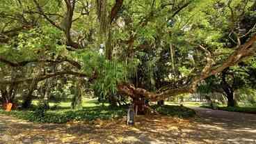 Novas Regras para Plantio de Árvores no Rio