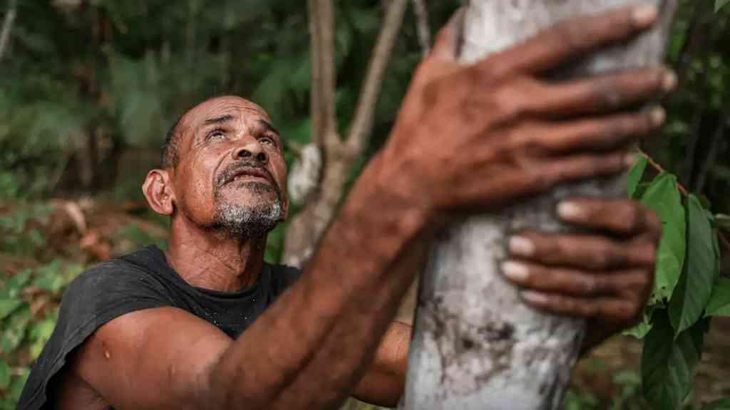 Projeto recupera áreas queimadas para produção sustentável no Marajó | Cultivo agroflorestal gera renda para famílias de Salvaterra