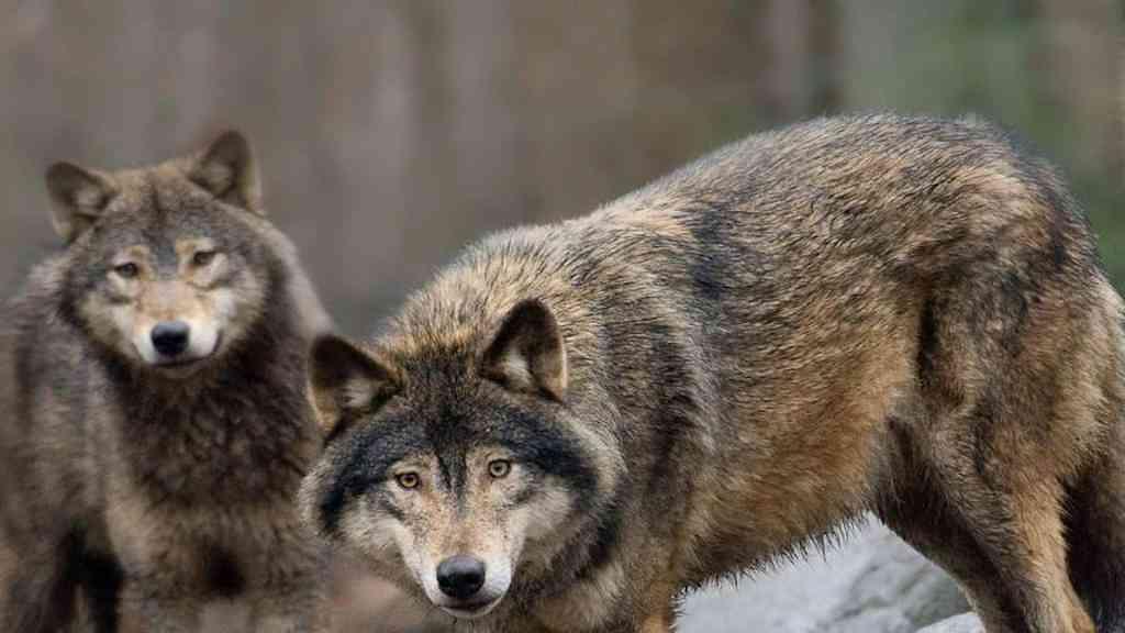 Estudo mostra que lobos evitam contato com humanos | Quando os lobos escutam vozes humanas, fogem rapidamente