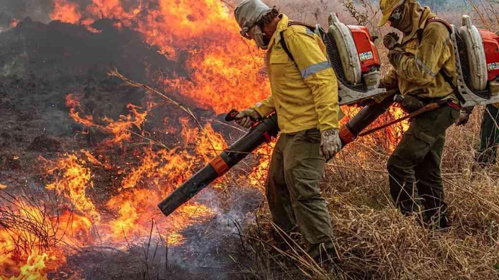Brasil defende ação global contra incêndios florestais | Só em 2024, país teve 35 milhões de hectares atingidos pelo fogo