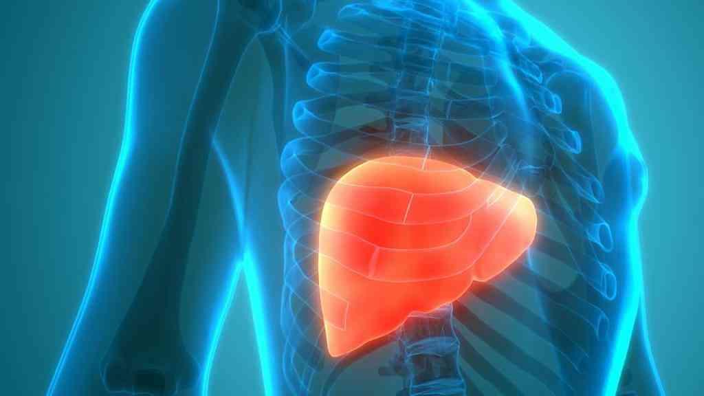 Hábitos ocidentais contribuem para acúmulo de gordura no fígado | O fígado produz proteínas e bile, regula o açúcar no sangue e decompõe substâncias tóxicas, como medicamentos e álcool