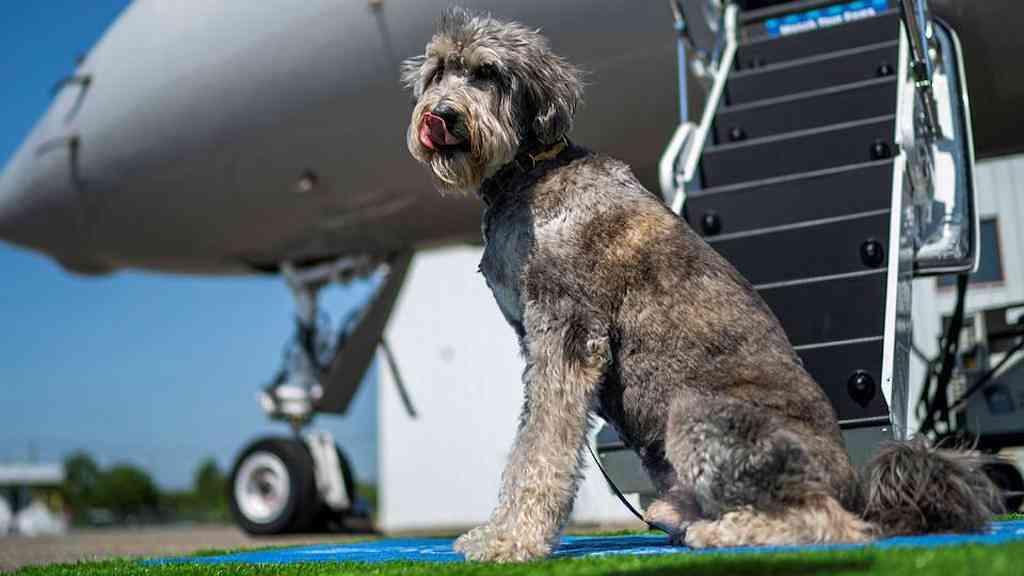 Justiça europeia classifica pets como ‘bagagem’ em voos | “Embora o significado comum da palavra ‘bagagem’ se refira a objetos, isso por si só não leva à conclusão de que os animais de estimação estejam fora desse conceito”, disse tribunal