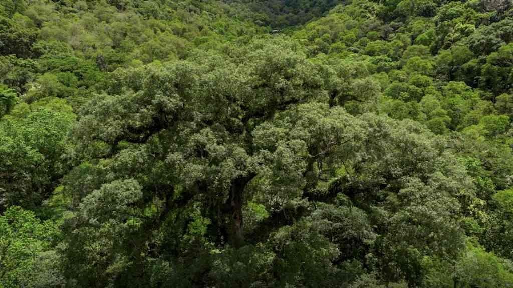 Mata Atlântica perde 2,4 milhões de hectares em quatro décadas | Metade do desmatamento atinge florestas maduras do bioma