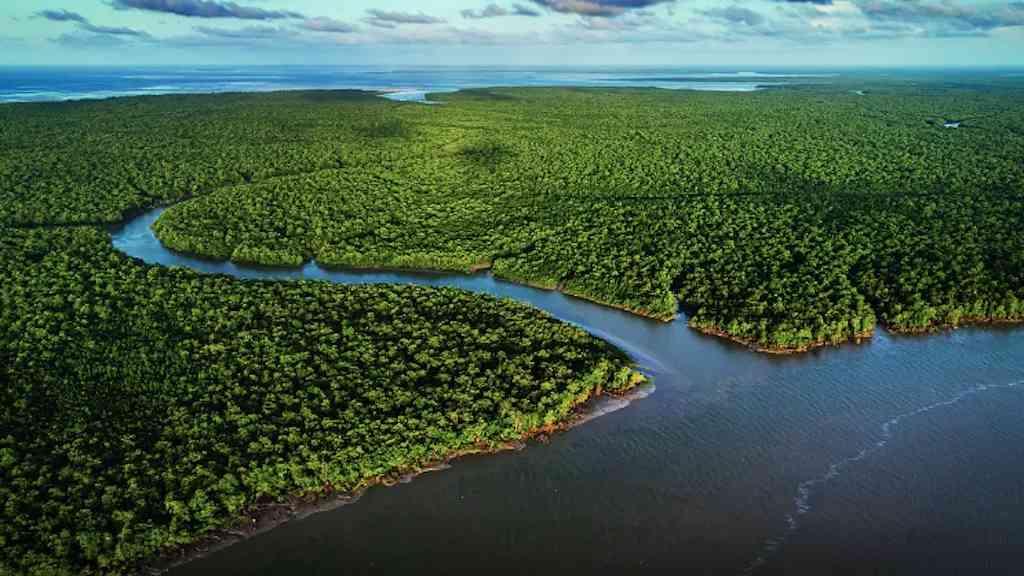 Exposição no CCBB RJ valoriza ecossistemas de manguezais | Fotos, instalações e até fantasias de carnaval integram mostra