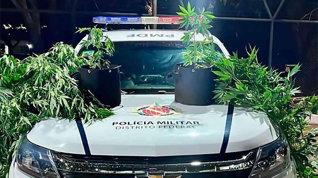 Polícia do DF apreende pés de maconha no Núcleo Bandeirante | Os pés de maconha tinham cerca de 3 metros de altura