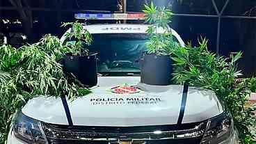Polícia do DF Apreende Pés de Maconha no Núcleo Bandeirante
