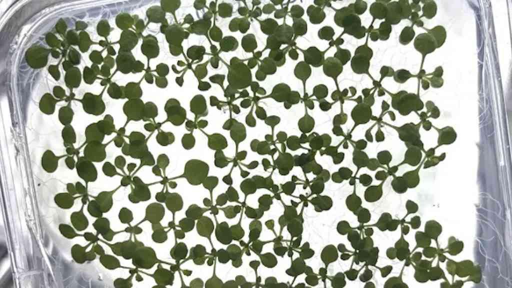 IA ajuda a revelar como plantas se adaptam ao clima | Técnicas de IA decifram adaptação das plantas às mudanças climáticas