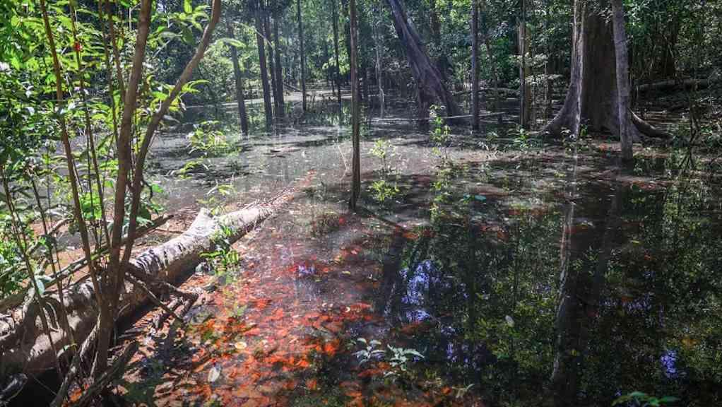 Estudo aponta que dinossauros habitaram região amazônica | Pegadas da era jurássico-cretácea foram encontradas na Bacia do Tacutu
