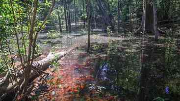 Estudo aponta que dinossauros habitaram região amazônica