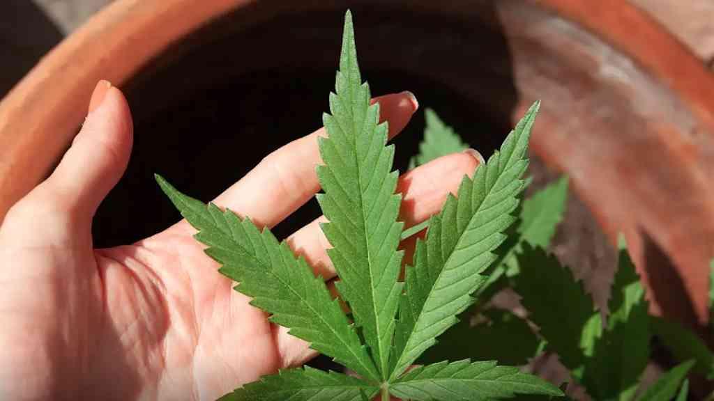 STJ decide adiar prazo para regras do cultivo de cannabis medicinal | AGU pediu novo adiamento ao Supremo