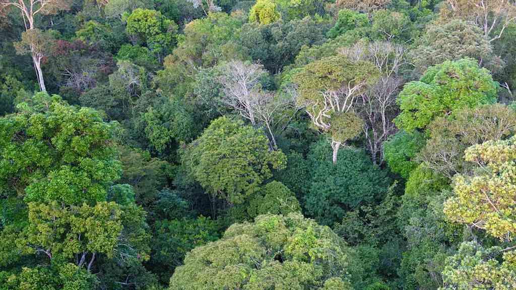 Redução do desmatamento ajuda a diminuir assassinatos na Amazônia | Na Amazônia, os homicídios têm relação frequente com conjunto de crimes que giram em torno da devastação ambiental