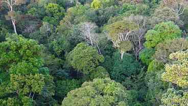 Desmatamento e Violência na Amazônia: Estudo Revela Conexão
