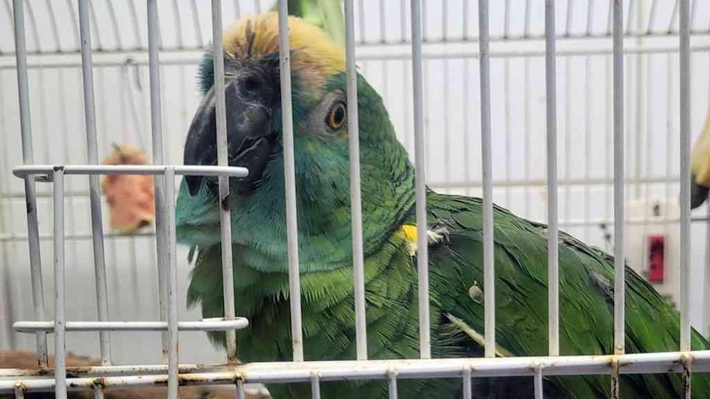 Brasil intensifica ações para reinserir animais apreendidos pelo tráfico | Exemplar do papagaio-verdadeiro, Loura vive há quatro anos em centro para reabilitação de animais silvestres no Parque Anhanguera, da Prefeitura de São Paulo