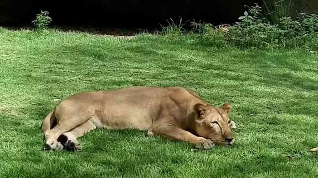 Leoa que matou homem em zoo da Paraíba não será sacrificada | Leona tem 19 anos e nasceu e foi criada no parque