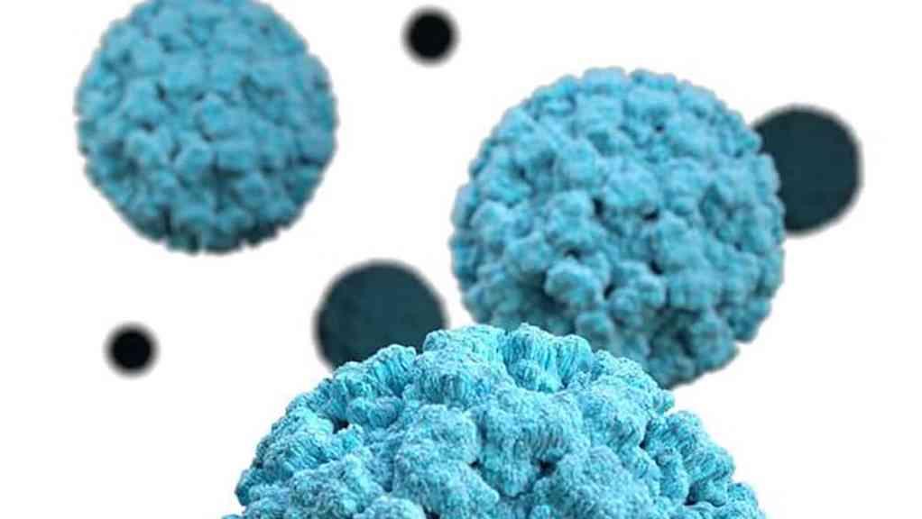 Nova variante do norovírus é identificada e explica alta global de gastroenterite | Cientistas detectam variante do norovírus ligada ao aumento de surtos