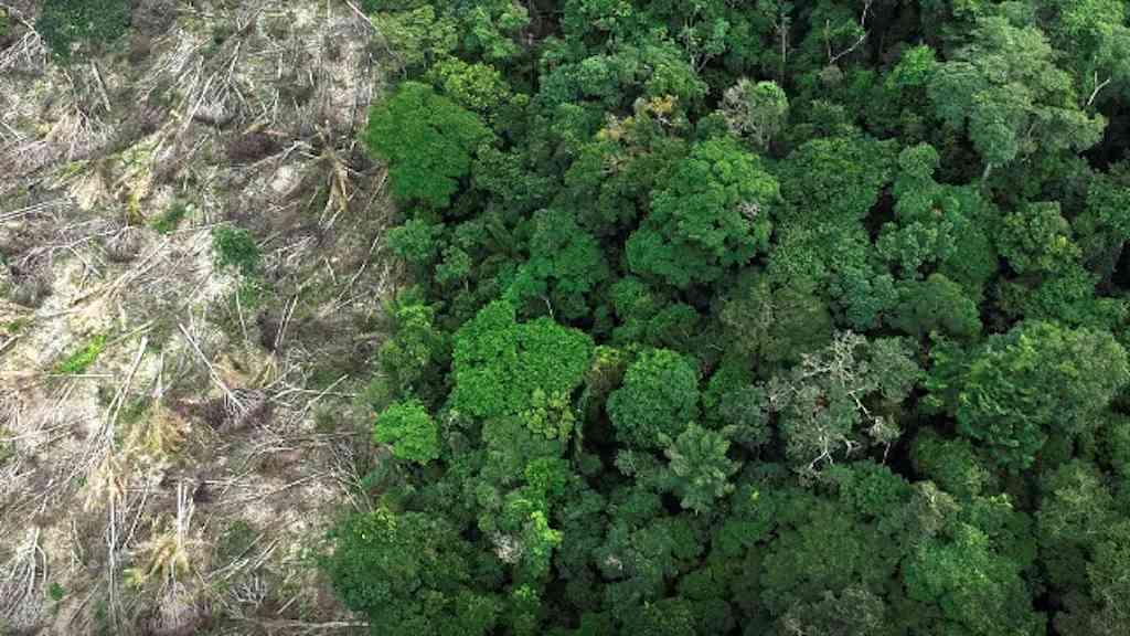 Ilegalidade domina 62% da extração de madeira no Amazonas | Mais da metade da exploração madeireira no Amazonas é irregular