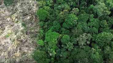 62% da Extração de Madeira no Amazonas é Ilegal