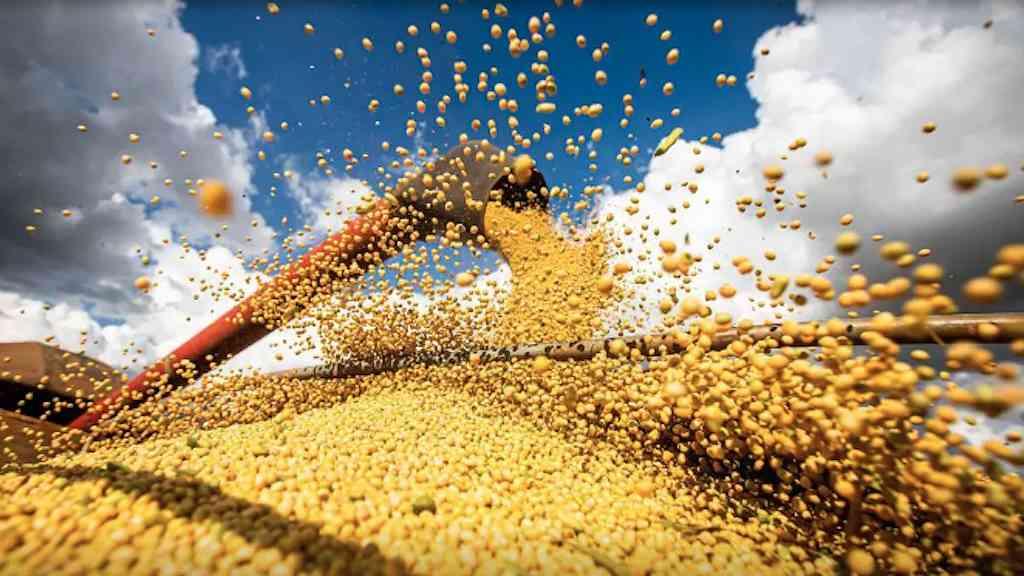 Pequim projeta importação recorde de soja em 2025 | Importações se dão em meio a fortes compras da América do Sul