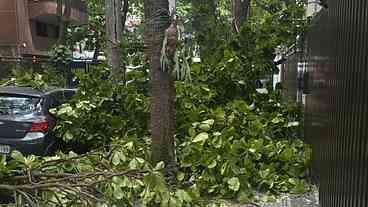 Ventos fortes causam queda de árvores no Rio de Janeiro