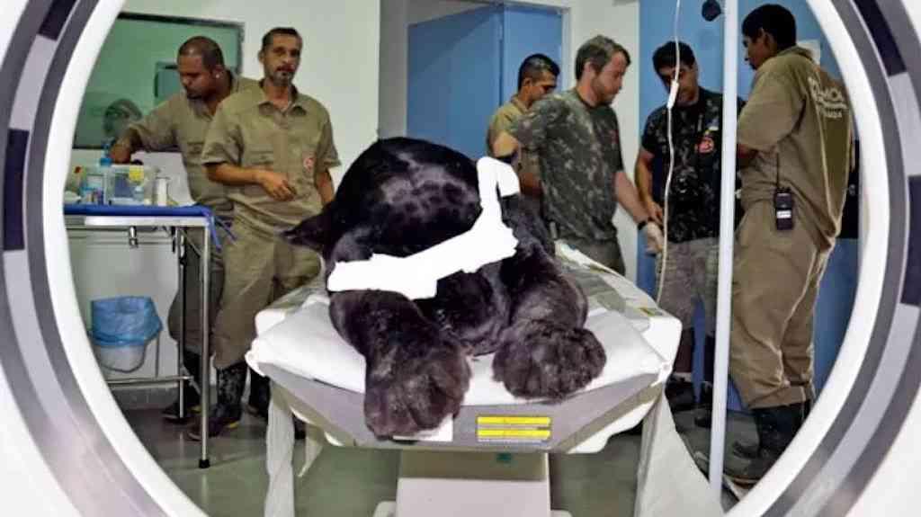 Onça, câncer e comunismo | Onça Jabuticaba fazendo tomografia em 2012