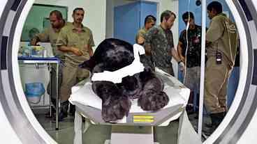 Onça, câncer e comunismo