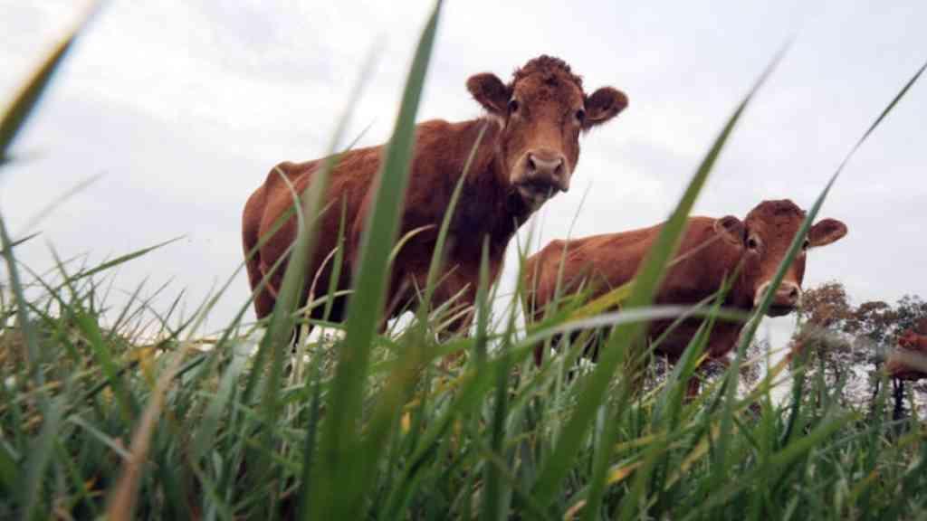 França enfrenta revolta de agricultores contra abate em massa de gado | Governo francês adotou estratégia de abater centenas de bovinos infectados com dermatose nodular para conter avanço da doença, gerando revolta dos produtores (Imagem ilustrativa)
