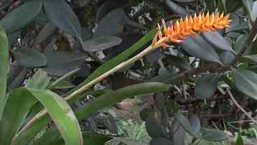 Nova Bromélia Rara Descoberta no Jardim Botânico do Rio