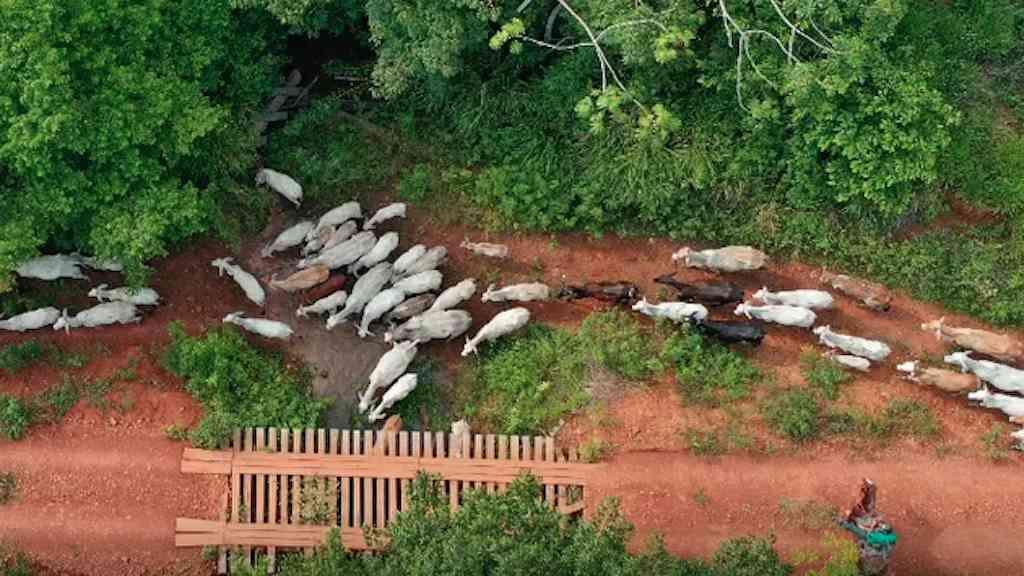 Ibama afirma que vaqueiro sofreu emboscada na TI Apyterewa | Suspeitas recaem sobre invasores que criavam gado ilegalmente